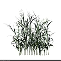 Green Grass Plants With Slender Leaves And Yellow Spikes On Black Background