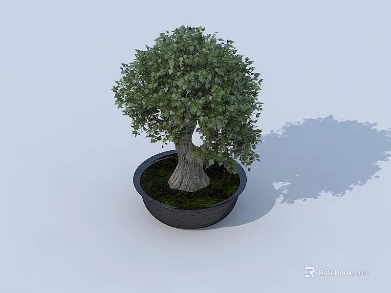 Lush Green Bonsai Plant with Thick Trunk in Black Pot and Natural Shadow 3d model 