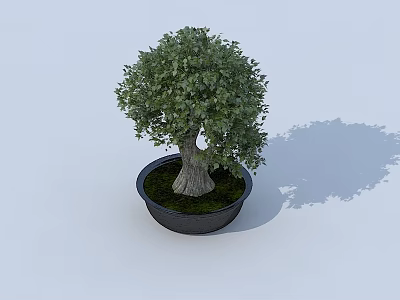 Lush Green Bonsai Plant with Thick Trunk in Black Pot and Natural Shadow 3d model