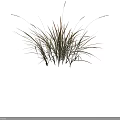 Herbaceous Plants with Slender Leaves Green and Orange Gradient White Spikelets on Black Background
