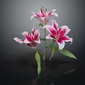 Pink and White Lilies in Vase with Green Leaves on Dark Background