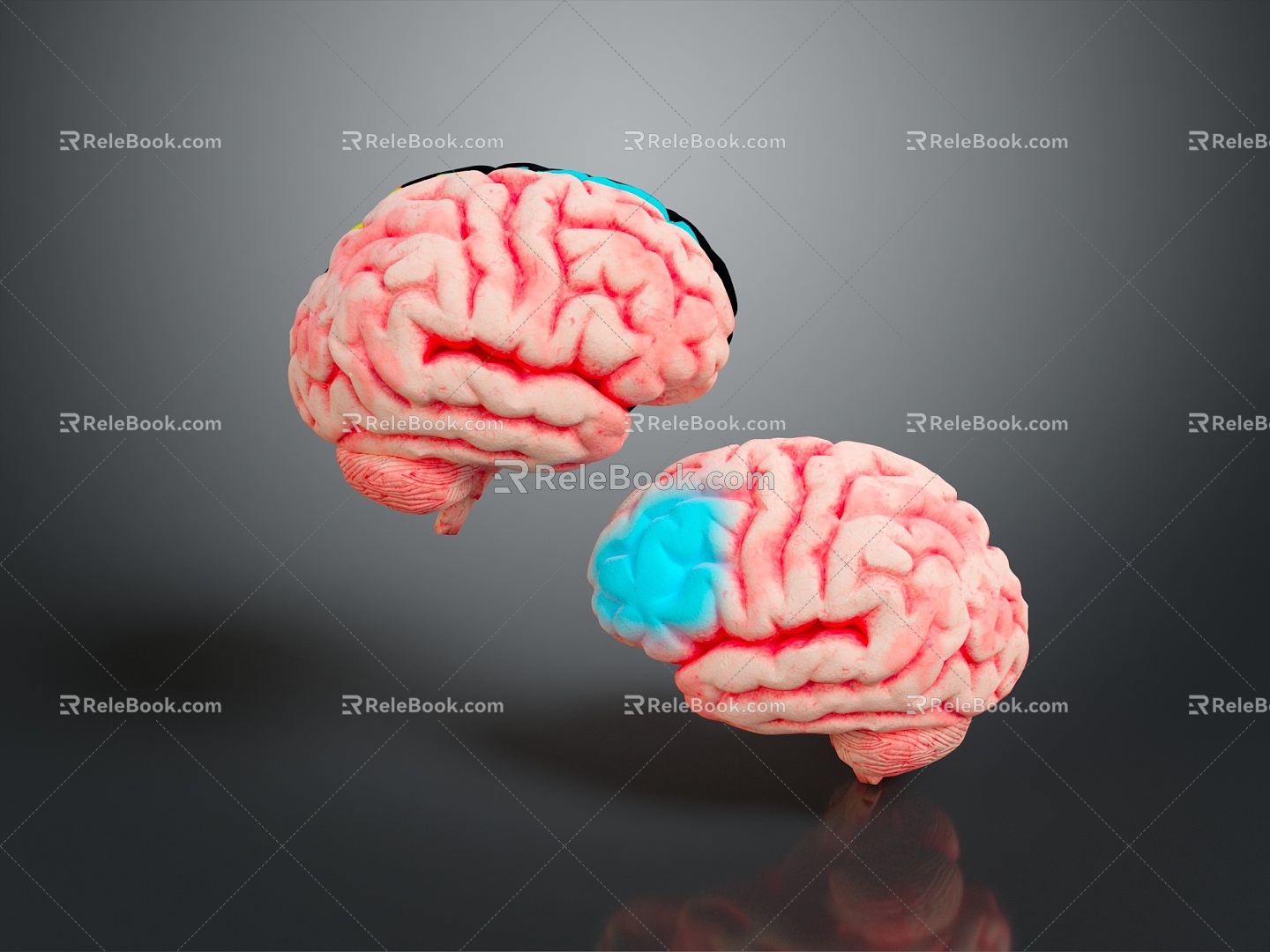 Human Brain Human Brain Brain Structure Head Planer Face Human Head Planer Face Human Brain Planer Face Structure 3d model