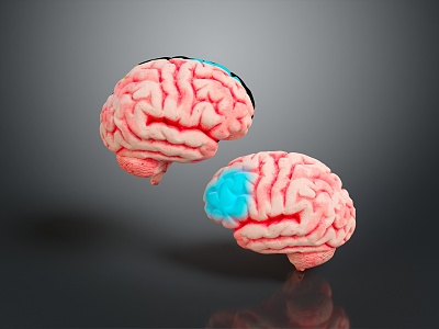 Human Brain Human Brain Structure Head Planer Face Human Head Planer Face Human Brain Planer Face Structure 3d model