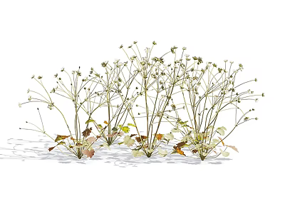 Wildflowers With Slender Stems White Blooms And Brown Leaves In Natural Cluster 3d model