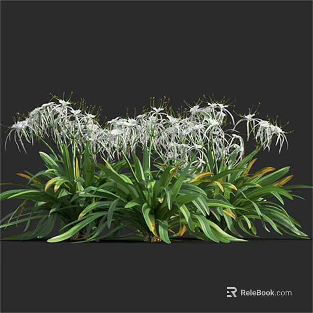 White Flowers with Long Petals and Green Leaves with Yellow Edges in Clusters 3d model 