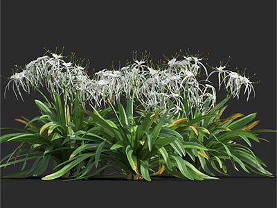 White Flowers with Long Petals and Green Leaves with Yellow Edges in Clusters 3d model
