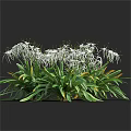 White Flowers with Long Petals and Green Leaves with Yellow Edges in Clusters