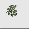 Fresh Strawberry Plant with Green Leaves White Flowers Red and Yellow Ripe Fruits