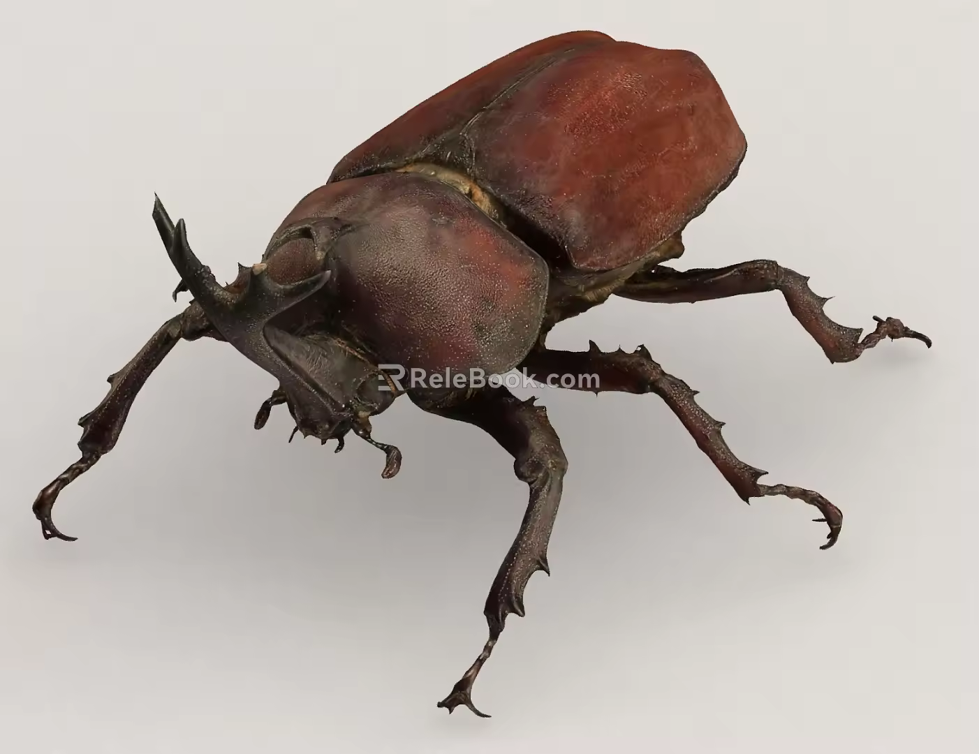 Beetle Insect Bug Creatures 3d model