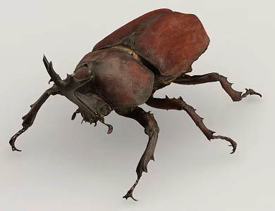 Beetle Insect Bug Creatures 3d model