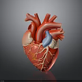 Realistic Human Heart Organ 3D Model With Detailed Blood Vessels And Anatomical Structure