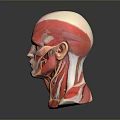 Medical Device Head Muscle Anatomical Models Showing Detailed Neck and Facial Muscle Structures