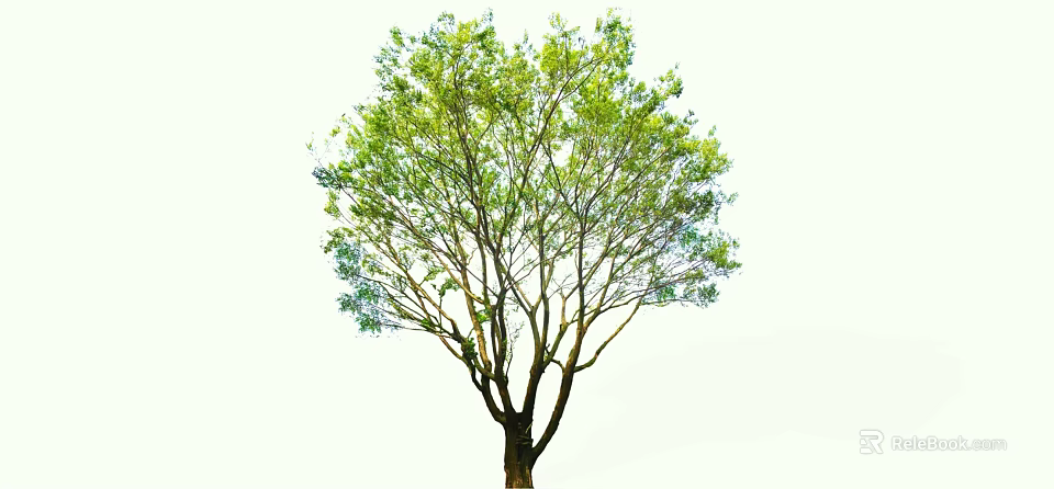 Tall Healthy Arbor With Lush Green Foliage And Sturdy Branch Structure 3d model 
