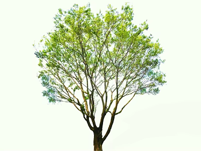 Tall Healthy Arbor With Lush Green Foliage And Sturdy Branch Structure 3d model