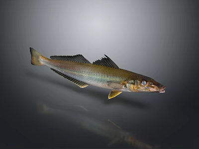 Glossy Silver Yellow Aquatic Fish With Streamlined Body Sharp Fins And Large Eyes 3d model