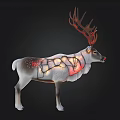 Lighted Reindeer Decor With Red Antlers And Illuminated Body For Festive Holiday