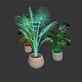 Plants With Lush Green Tropical Leaves In Light Colored Ceramic Planters For Indoor Home Decor
