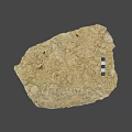 Ancient Fossil Specimen With Textured Brownish Yellow Surface And Black Squares