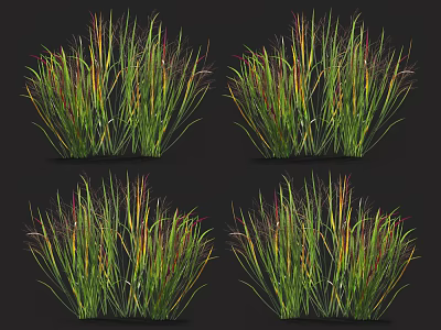 Vibrant Ornamental Grasses Featuring Green Yellow and Red Foliage in Tufts Against Black Background 3d model