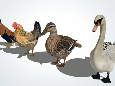 Colorful Poultry And Waterfowl Group Featuring Chicken Duck And Swan 3d model