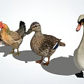 modern poultry duck 3d model