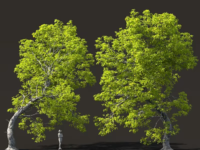 Two Tall Lush Green Trees With Human Figure For Size Reference 3d model