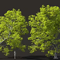 Two Tall Lush Green Trees With Human Figure For Size Reference