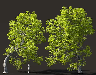 Two Tall Lush Green Trees With Human Figure For Size Reference 3d model