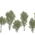 Green Tree Combination With Various Sizes And Different Shapes On White Background 3d model