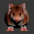 Cute Hamster With Red And White Fur Black Eyes And Pink Paws On Black Background