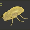 Dark Colored Beetle With Hard Carapace And Long Legs On Gray Background 3d model