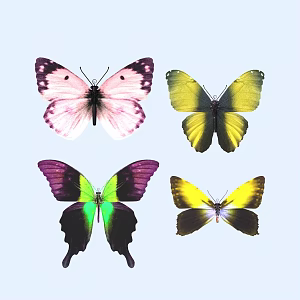 butterfly animal flying creature 3d model