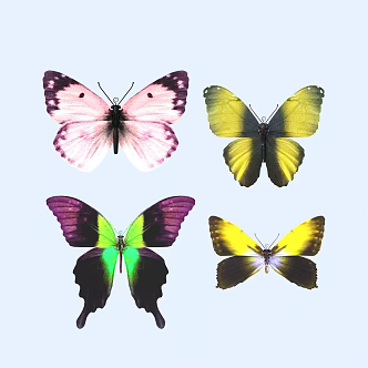 butterfly animal flying creature 3d model