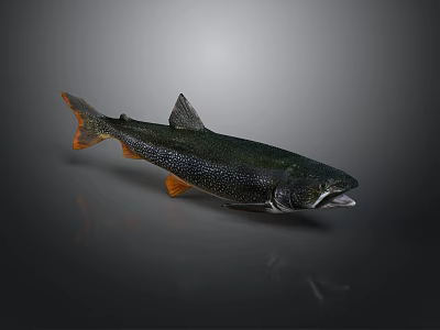 Speckled Dark Green Fish With Orange Fins And Tail On Gray Background 3d model