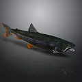Speckled Dark Green Fish With Orange Fins And Tail On Gray Background