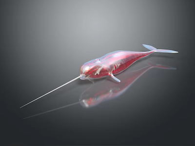 Shiny Red Narwhal With Long Tusk And Reflection On Dark Surface 3d model