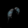 Two Blue Budgerigars Standing Face to Face With Black and White Striped Feathers