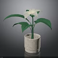 Indoor Plant With White Flower And Green Leaves In Textured Beige Pot