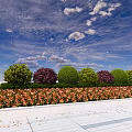 Well Trimmed Colorful Shrubs In Round Shapes With Flower Bed And Blue Sky