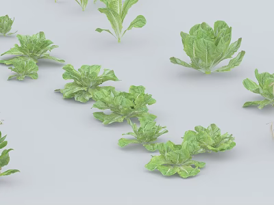 Fresh Green Leafy Vegetables With Crisp Leaves Scattered On White Background 3d model