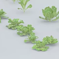 Fresh Green Leafy Vegetables With Crisp Leaves Scattered On White Background