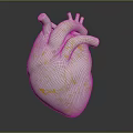 Medical Device 3D Anatomical Heart Model With White And Gold Texture And Structural Details