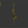 Corn Plant With Green Stem Bearing Orange Corn Cobs And Red Silk Tassels