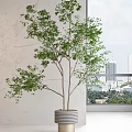Large Green Potted Plant in Modern Interior With City View Through Window