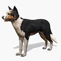 Realistic Game Movie Character Dog With Black White Coat Standing Pose