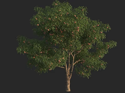 Lush Arbor With Green Foliage And Ripe Fruits On Strong Trunk 3d model