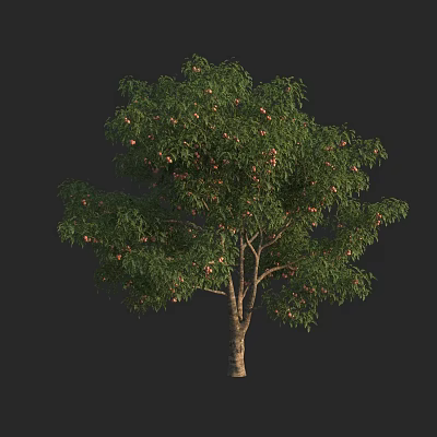 Lush Arbor With Green Foliage And Ripe Fruits On Strong Trunk 3d model