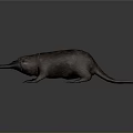 Realistic Platypus With Brown Fur Duck Like Bill Long Tail Black Limbs And Lying Posture