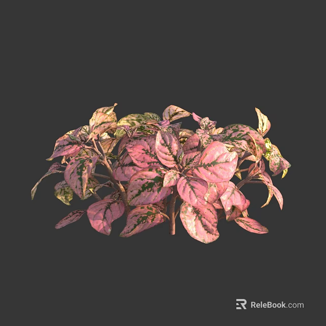 Vibrant Indoor Houseplant with Pink Green Variegated Leaves and Lush Foliage 3d model 