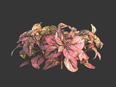 Vibrant Indoor Houseplant with Pink Green Variegated Leaves and Lush Foliage 3d model